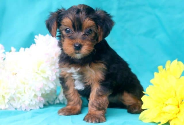 Sailor-Yorkiepoo-1.jpg