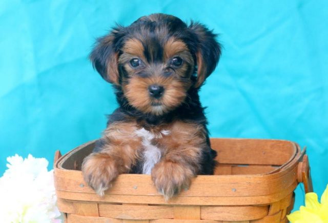 Sailor-Yorkiepoo-2.jpg