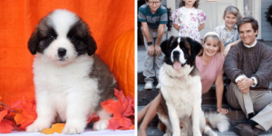 saint-bernard-beethoven-healthy-responsibly-bred-Pennsylvania