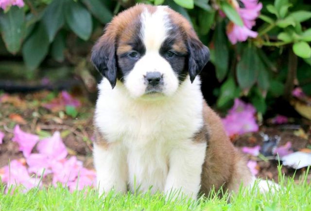 Saint Bernard puppies for sale