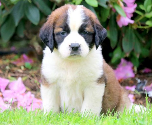 Saint Bernard puppies for sale