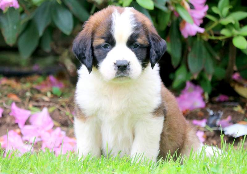 st bernard chow chow mix