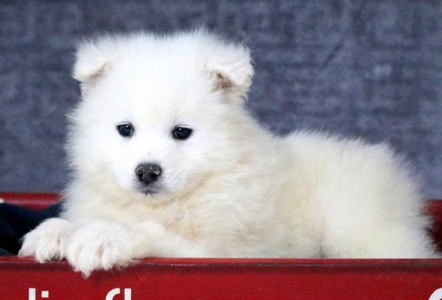 Sal-Samoyed-2.jpg
