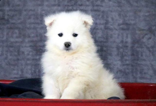 Sal-Samoyed.jpg
