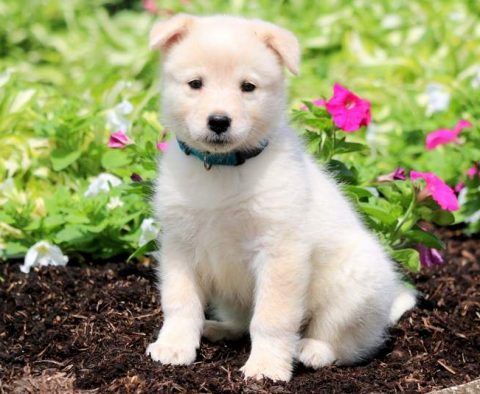 Samoyed Mix