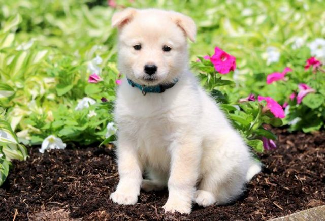 Samoyed Mix Category