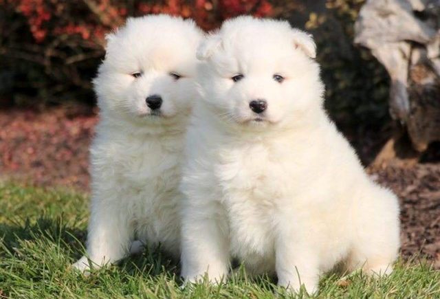 Samoyed-Puppies-e1519235748387.jpg