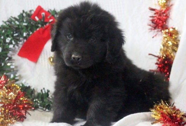 Samson-Newfoundland-e1519229896557.jpg