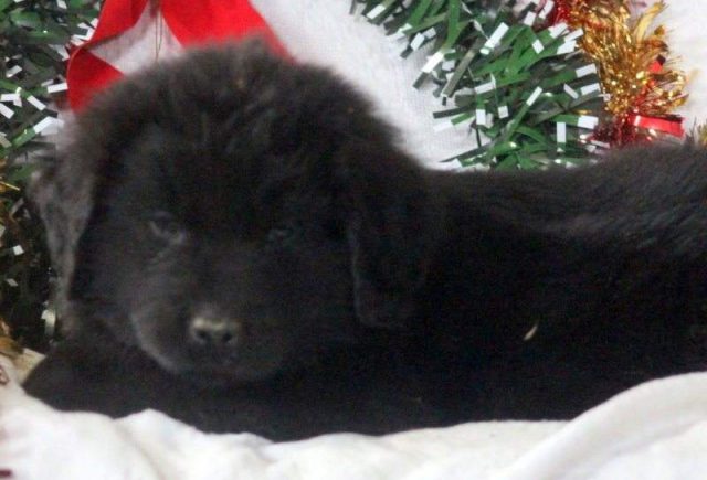 Samson-Newfoundland2-e1519229890721.jpg