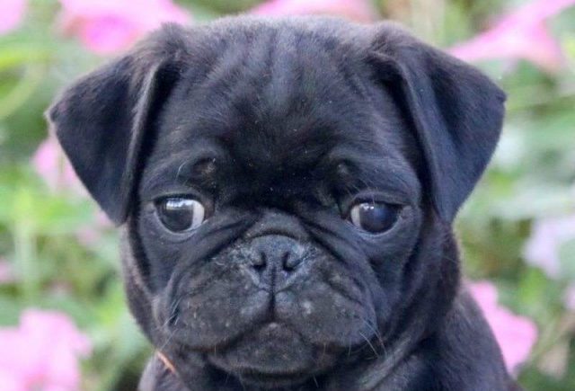Samson-Pug-e1519324622522.jpg
