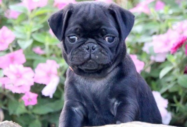 Samson-Pug2-e1519324629338.jpg