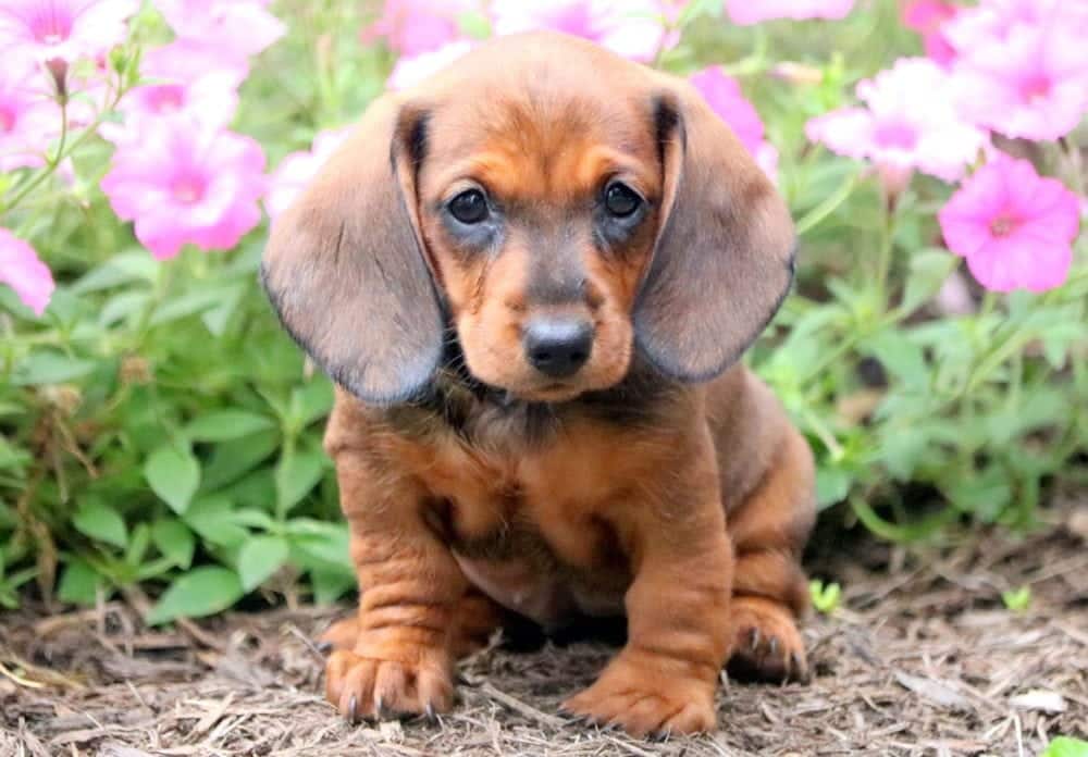 Sandy Dachshund Miniature Puppy For Sale Keystone