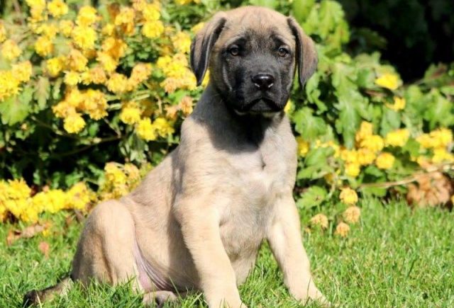 Sarge-English-Mastiff-e1519242793352.jpg