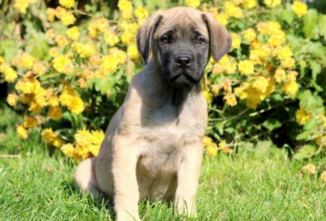 Sarge-English-Mastiff2-e1519242788879.jpg