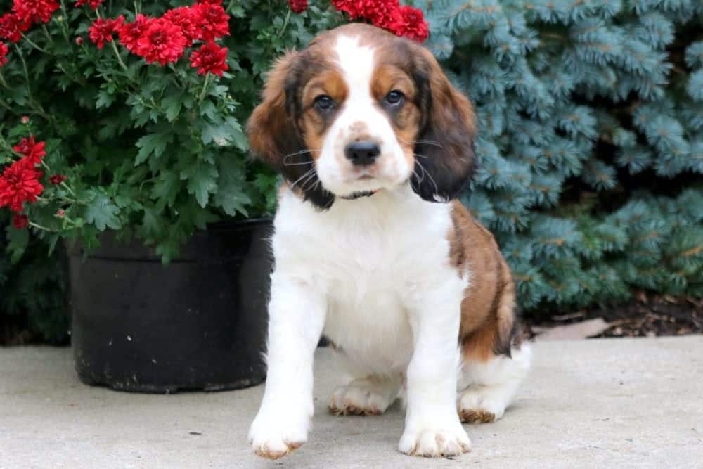 Sarge English Springer Spaniel Puppy For Sale Keystone Puppies