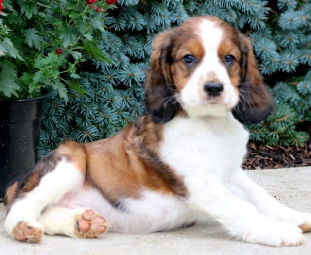 Sarge English Springer Spaniel Puppy For Sale Keystone Puppies