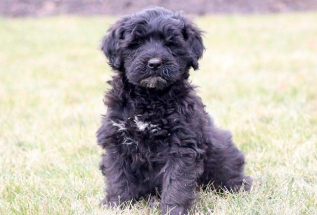 Sasha-Portuguese-Water-Dog-Retake.jpg