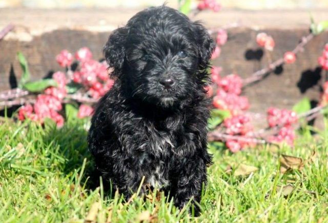 Sasha-Portuguese-Water-Dog-e1519220692183.jpg