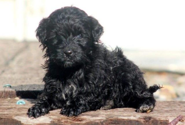 Sasha-Portuguese-Water-Dog2-e1519220687707.jpg