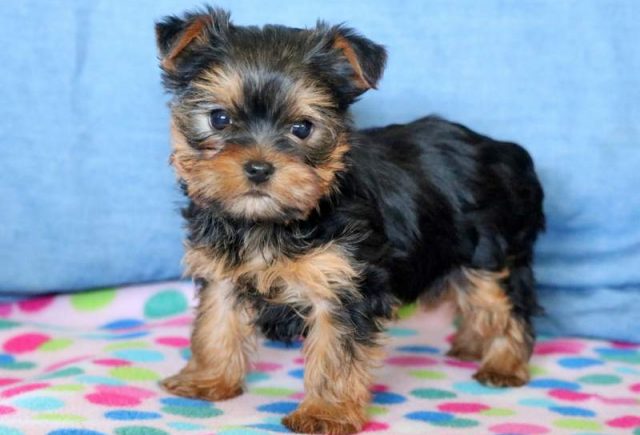 Sasha-Yorkie.jpg