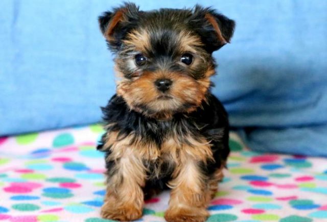 Sasha-Yorkie2.jpg