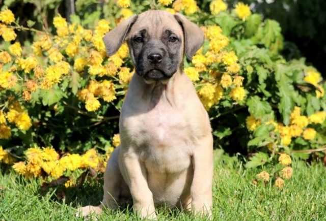Sassy-English-Mastiff-e1519242782634.jpg