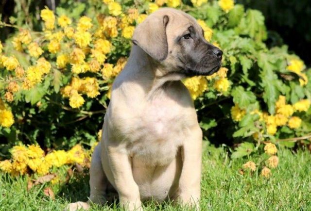 Sassy-English-Mastiff2-e1519242777709.jpg