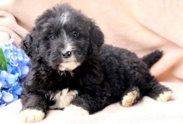 Scamper-Bernedoodle-2.jpg