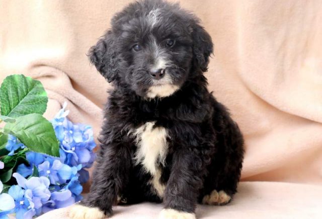 Scamper-Bernedoodle.jpg