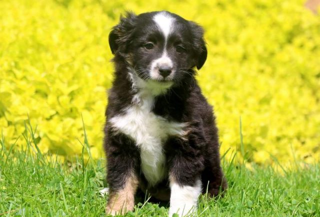 Scar-Miniature-Australian-Shepherd-1.jpg