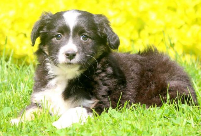 Scar-Miniature-Australian-Shepherd-2.jpg