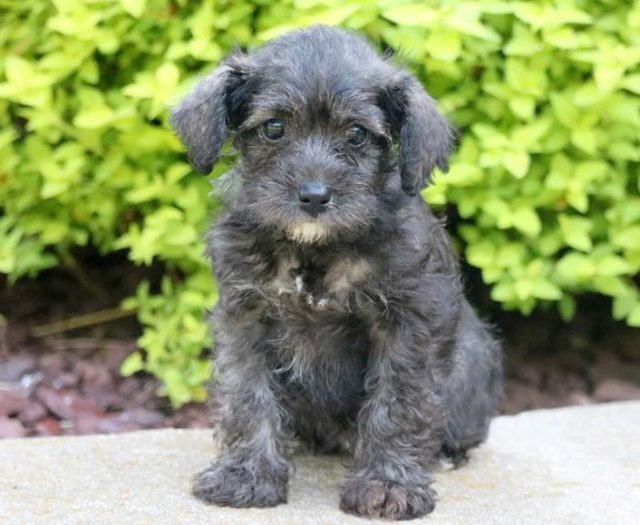 Schnoodle puppies for sale