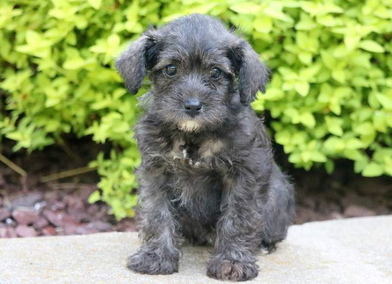 schnoodle price