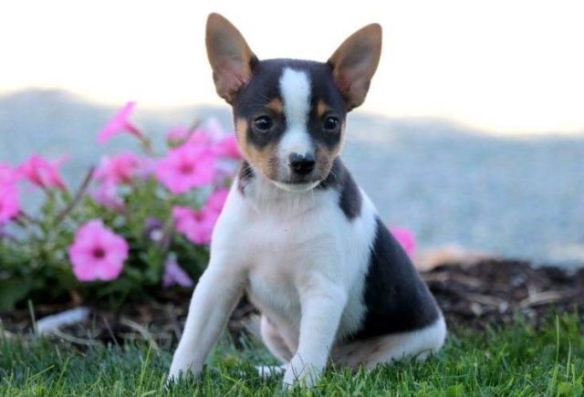 Scoops-Toy-Fox-Terrier-e1519078219663.jpg