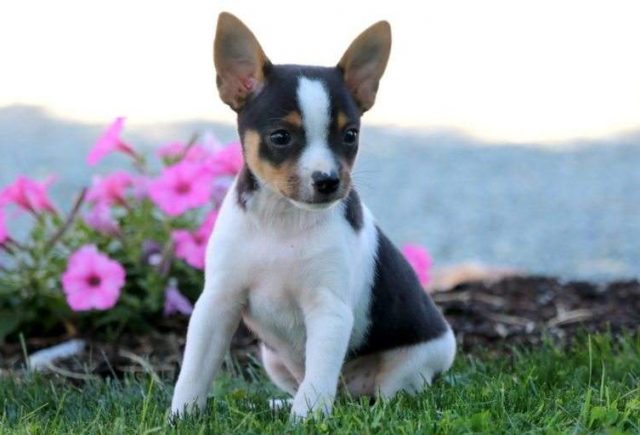Scoops-Toy-Fox-Terrier2-e1519078231653.jpg