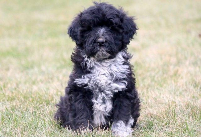 Scooter-Portuguese-Water-Dog-REtake.jpg