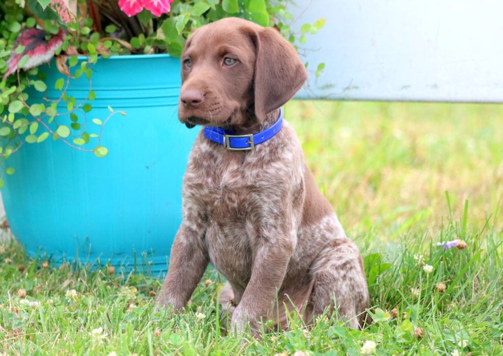 Scott | German Shorthaired Pointer Puppy For Sale ...