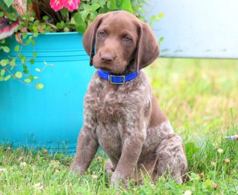 German Shorthaired Pointer Puppies for Sale - Keystone Puppies