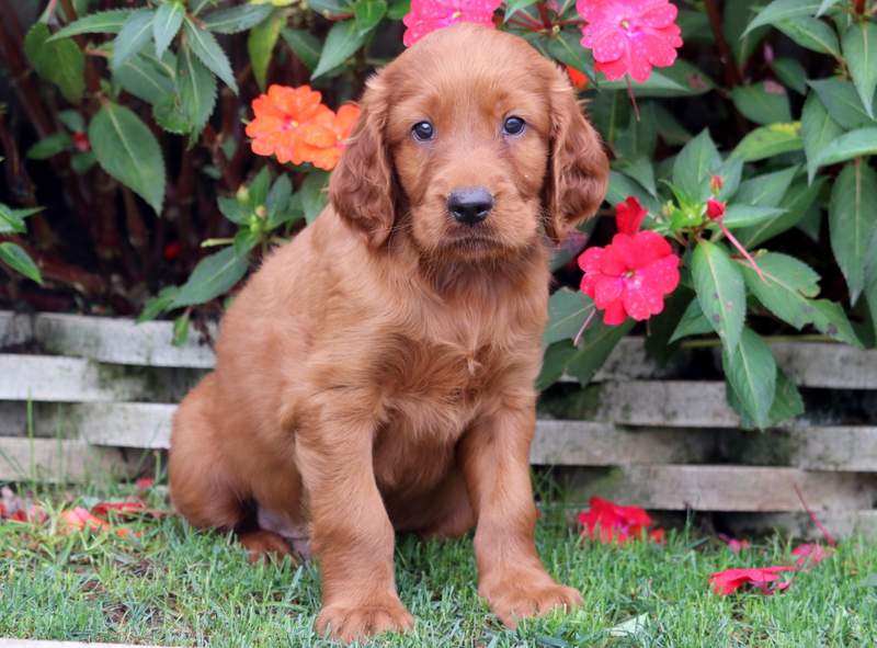 Scotty Irish Setter Puppy For Sale Keystone Puppies