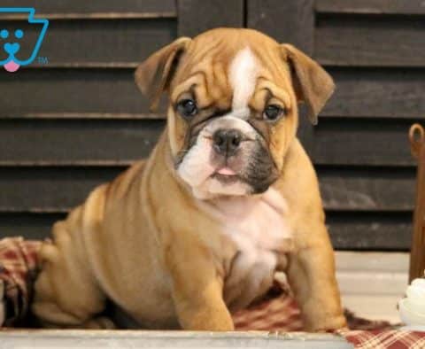 The Secrets Breeders Dont Want You To Know About Bulldog Puppies - dns8v78