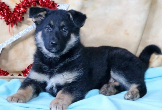 Secret-German-Shepherd-Mix.jpg