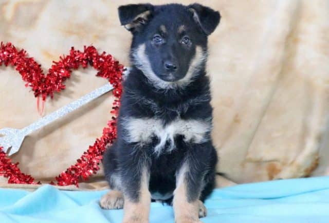 Secret-German-Shepherd-Mix2.jpg