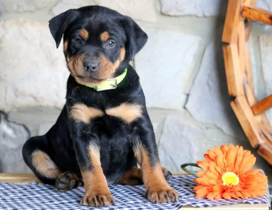 Shadow Rottweiler Miniature Puppy For Sale Keystone Puppies