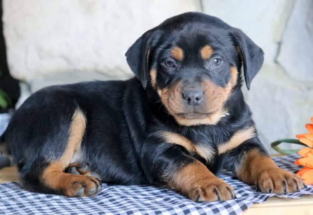 Shadow Rottweiler Miniature Puppy For Sale Keystone Puppies