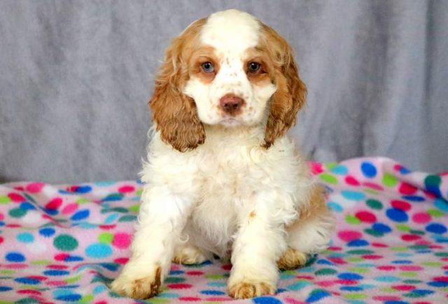Shay-Cocker-Spaniel-1.jpg