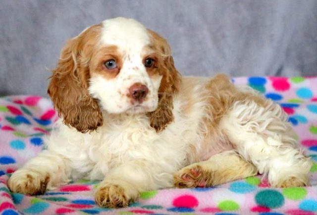 Shay-Cocker-Spaniel-2.jpg