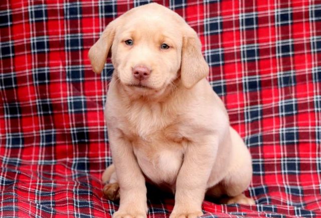 Shelby-Fox-Red-Labrador-Retriever-2.jpg