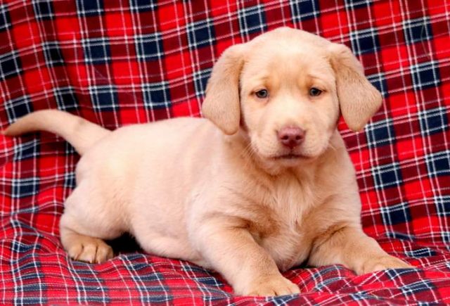 Shelby-Fox-Red-Labrador-Retriever.jpg