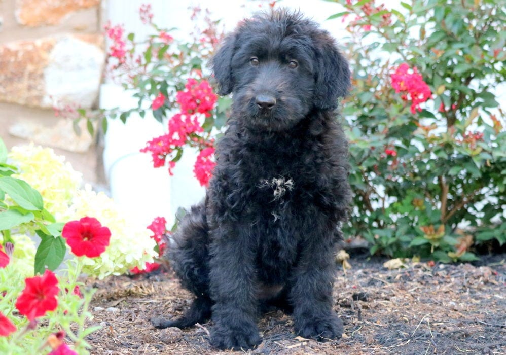 sheepadoodle for adoption near me