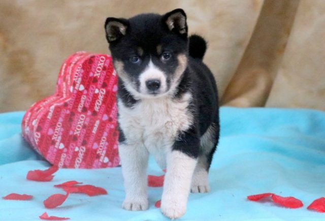 Shiba-1.jpg